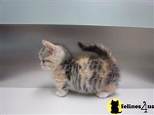 munchkin kitten posted by Catalinabrooks