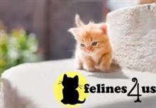 munchkin kitten posted by Catalinabrooks
