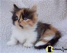 munchkin kitten posted by Catalinabrooks