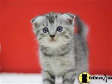 munchkin kitten posted by Catalinabrooks