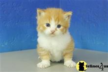 munchkin kitten posted by Catalinabrooks