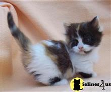 munchkin kitten posted by Catalinabrooks