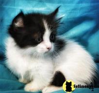 munchkin kitten posted by Catalinabrooks