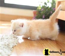 munchkin kitten posted by Catalinabrooks