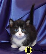 munchkin kitten posted by Catalinabrooks
