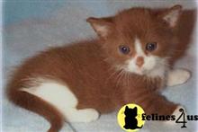 munchkin kitten posted by Catalinabrooks