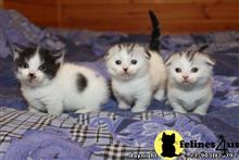 munchkin kitten posted by Catalinabrooks