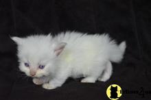 munchkin kitten posted by Catalinabrooks