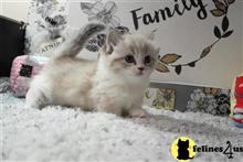 munchkin kitten posted by Catalinabrooks