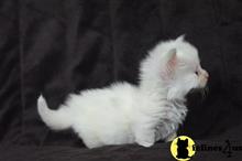 munchkin kitten posted by Catalinabrooks