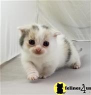 munchkin kitten posted by Catalinabrooks