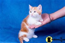 munchkin kitten posted by Catalinabrooks