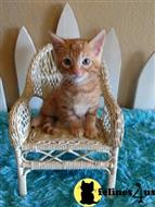 munchkin kitten posted by Catalinabrooks