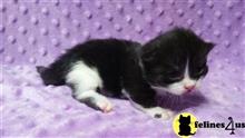 munchkin kitten posted by Catalinabrooks