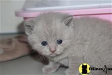 british shorthair kitten posted by Micalome
