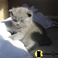 british shorthair kitten posted by Micalome