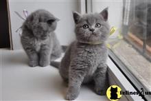 british shorthair kitten posted by Micalome