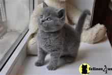 british shorthair kitten posted by Micalome