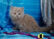 british shorthair kitten posted by Micalome