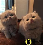 british shorthair kitten posted by Micalome