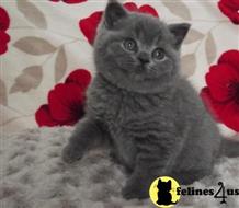 british shorthair kitten posted by Micalome