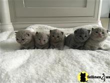 british shorthair kitten posted by Micalome