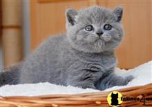 british shorthair kitten posted by Micalome