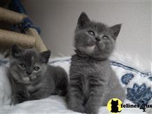 british shorthair kitten posted by Micalome