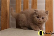 british shorthair kitten posted by Micalome