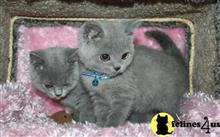 british shorthair kitten posted by Micalome