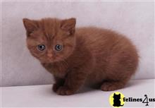 british shorthair kitten posted by Micalome