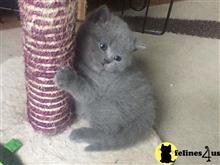 british shorthair kitten posted by Micalome