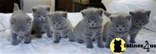 british shorthair kitten posted by Micalome