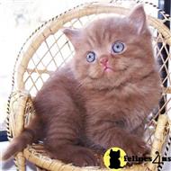 british shorthair kitten posted by Micalome