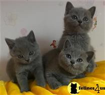 British Shorthair Kitten Breeders Ohio