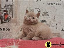 british shorthair kitten posted by Micalome