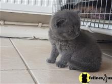british shorthair kitten posted by Micalome