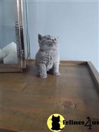 british shorthair kitten posted by Micalome