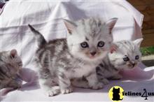 british shorthair kitten posted by Micalome