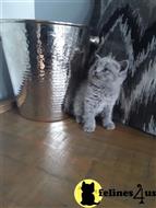 british shorthair kitten posted by Micalome