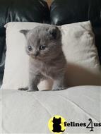 british shorthair kitten posted by Micalome