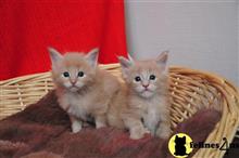 maine coon kitten posted by Micalome