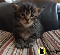 maine coon kitten posted by Micalome