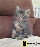maine coon kitten posted by Micalome