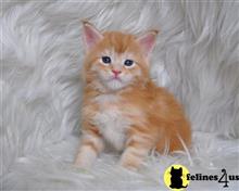 maine coon kitten posted by Micalome
