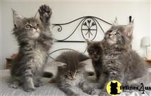 maine coon kitten posted by Micalome