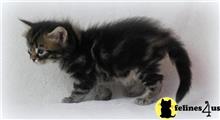 maine coon kitten posted by Micalome