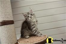 maine coon kitten posted by Micalome