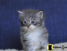 maine coon kitten posted by Micalome