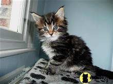maine coon kitten posted by Micalome